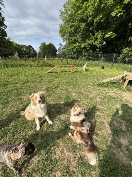 Joucky&Cie Centre Aéré Canin - photo 2