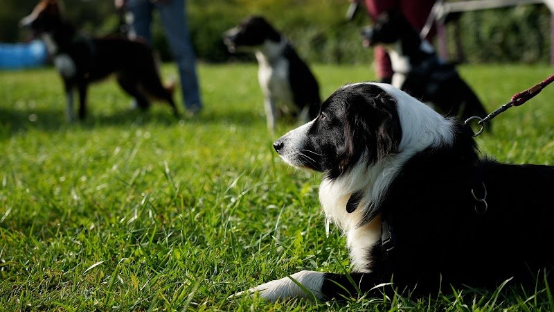 DOG SHEEP AND CO GACÉ