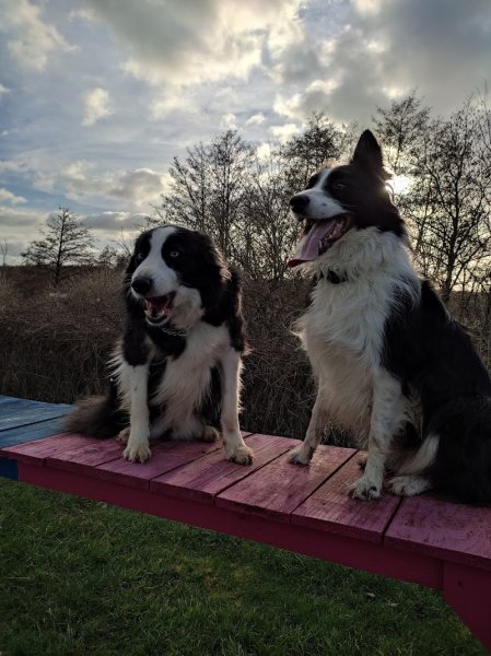 DOG SHEEP AND CO GACÉ - photo 2