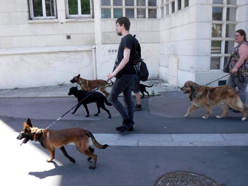 Zen Attitude Dog Activity - photo 2