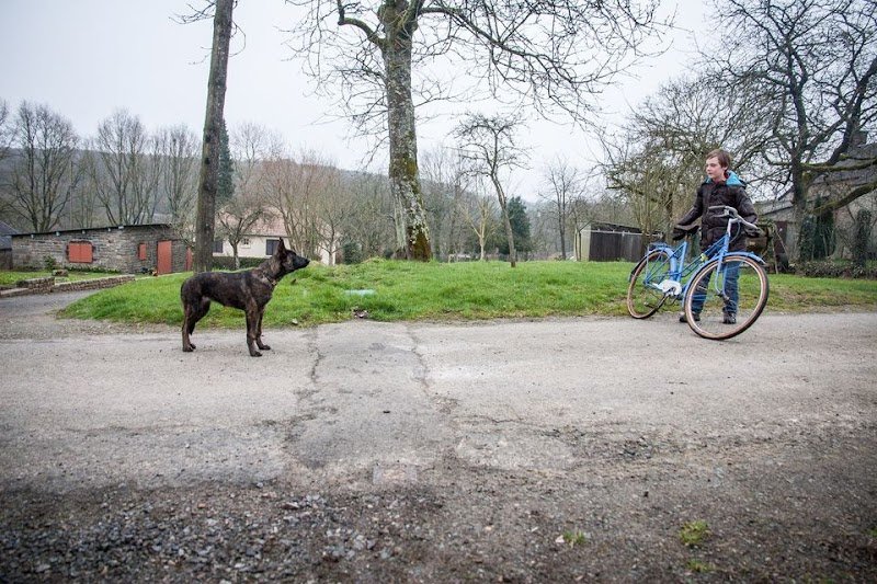 Zen Attitude Dog Activity - photo 3