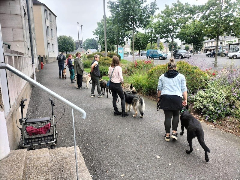 Zen Atitude Dog Activity - photo 1