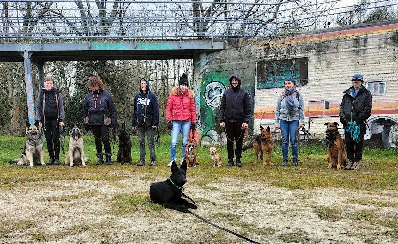 Zen Atitude Dog Activity - photo 2