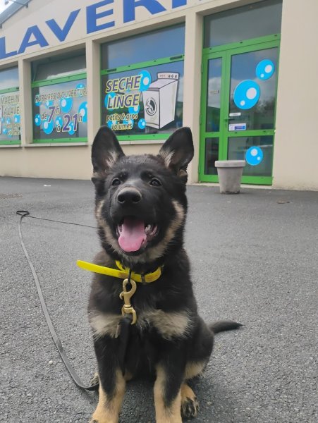 Zen Atitude Dog Activity - photo 3