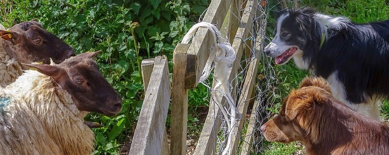 Association Les Chiens de Berger du Cotentin - photo 1