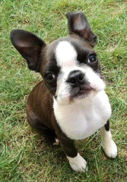 LUXURY DOGS - photo 1