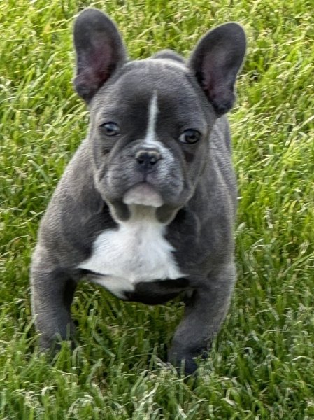 LUXURY DOGS - photo 3