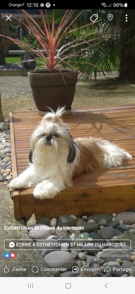 Esthéti'Chien - photo 1