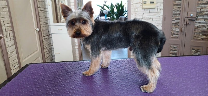 Esthéti'Chien - photo 2