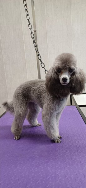 Esthéti'Chien - photo 3