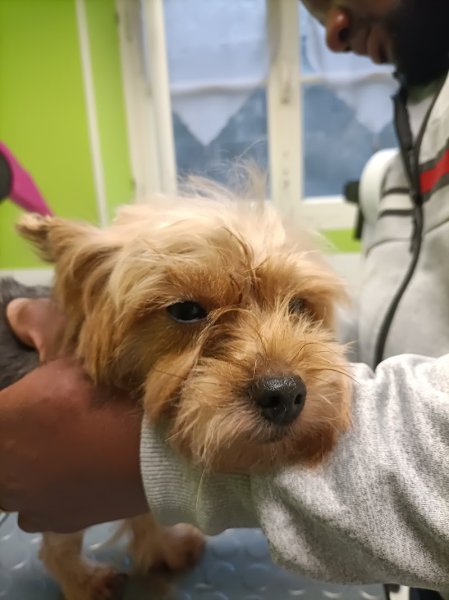 La Haye Canin - photo 2