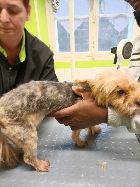 La Haye Canin - photo 3