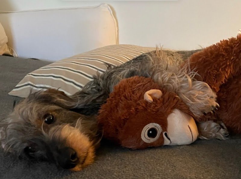 NATUREL DOG - photo 1