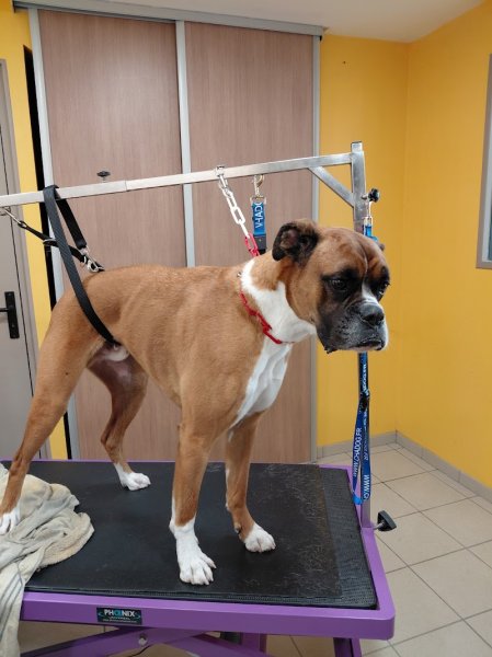 NATUREL DOG - photo 2