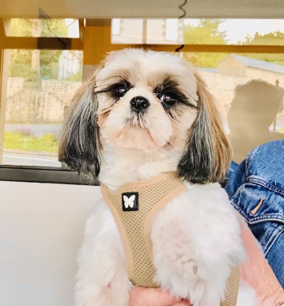 NATUREL DOG - photo 3