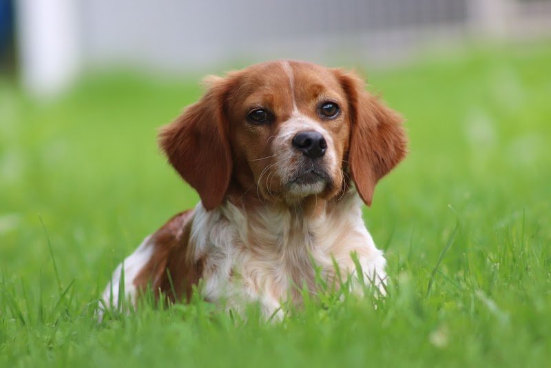 Pension canine - Elevage canin des plumes des marais du Cotentin - photo 3