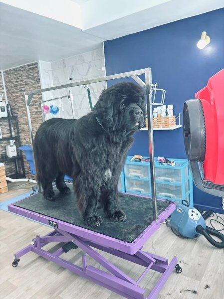 Ever Styldogg - Salon de Toilettage - photo 1