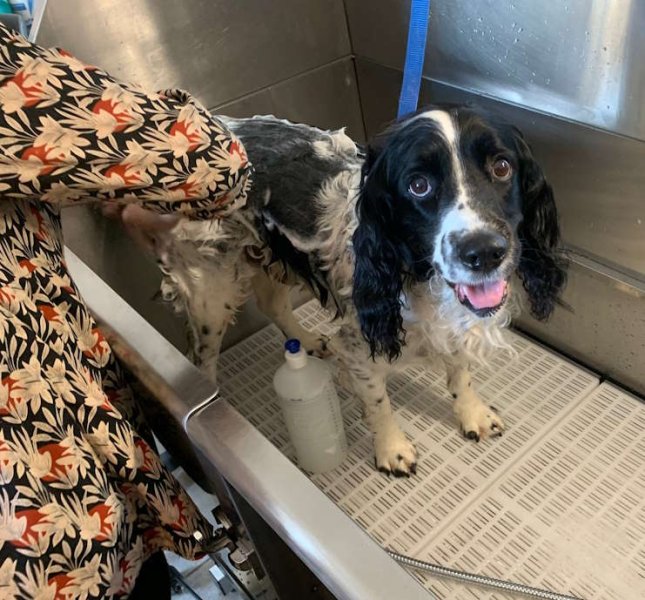 So Happy Dog - photo 2