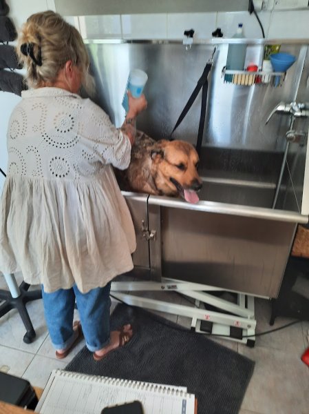 So Happy Dog - photo 3