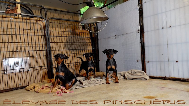 Elevage canin de Pinschers Nains - "Elevage des Pinschéris" - Caroline Vivier-Costes - MANCHE - 50570 MONTREUIL SUR LOZON