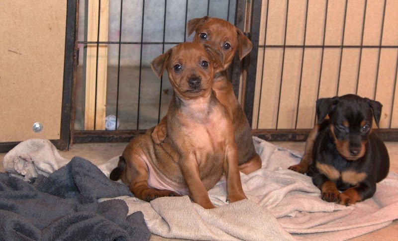 Elevage canin de Pinschers Nains - "Elevage des Pinschéris" - Caroline Vivier-Costes - MANCHE - 50570 MONTREUIL SUR LOZON - photo 2