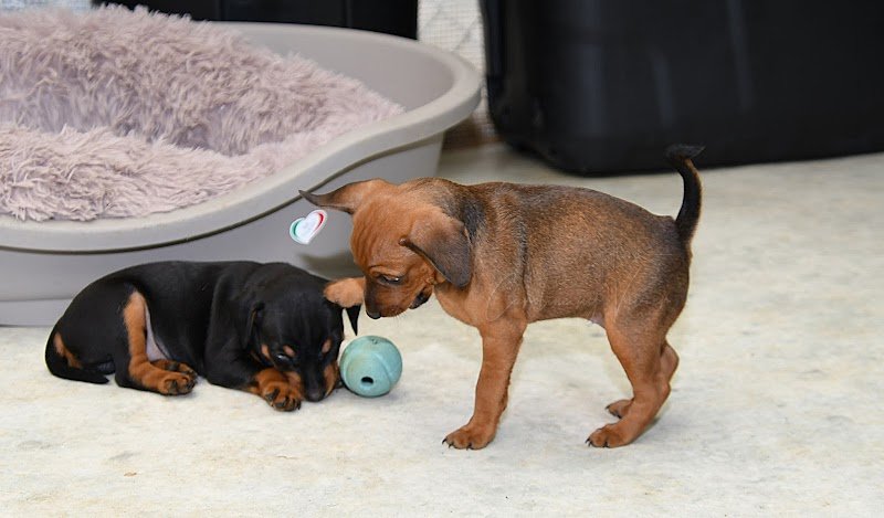 Elevage canin de Pinschers Nains - "Elevage des Pinschéris" - Caroline Vivier-Costes - MANCHE - 50570 MONTREUIL SUR LOZON - photo 3