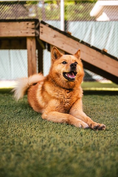 Centre Canin La Patte Champêtre - photo 3