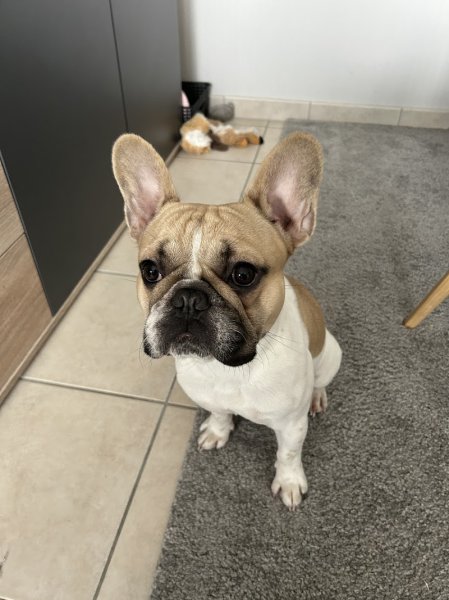 Atelier du Chien, le bien-être canin - photo 2