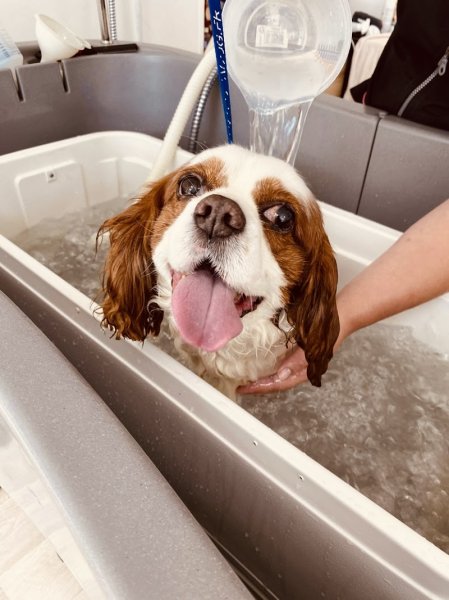 Atelier du Chien, le bien-être canin - photo 3