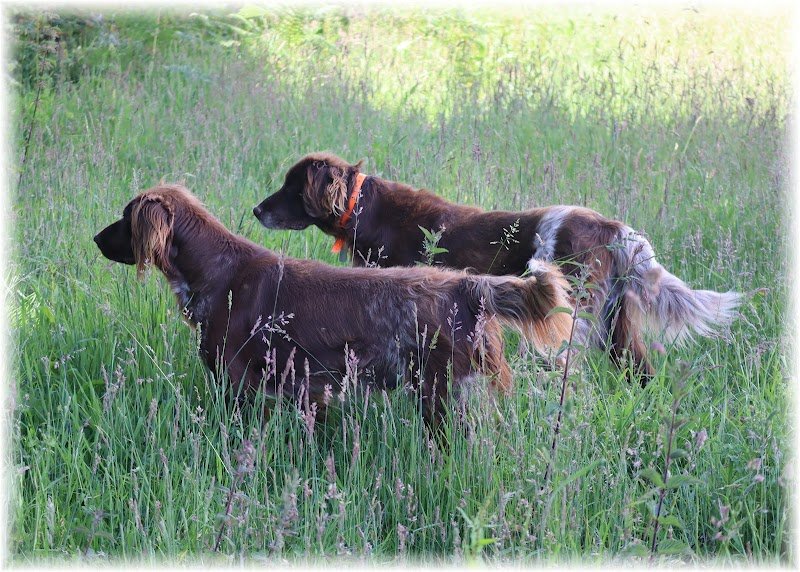 Elevage Canin Du Domaine d' Aiden