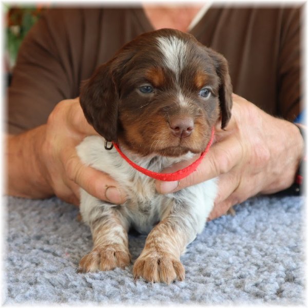 Elevage Canin Du Domaine d' Aiden - photo 2