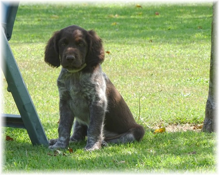 Elevage Canin Du Domaine d' Aiden - photo 3