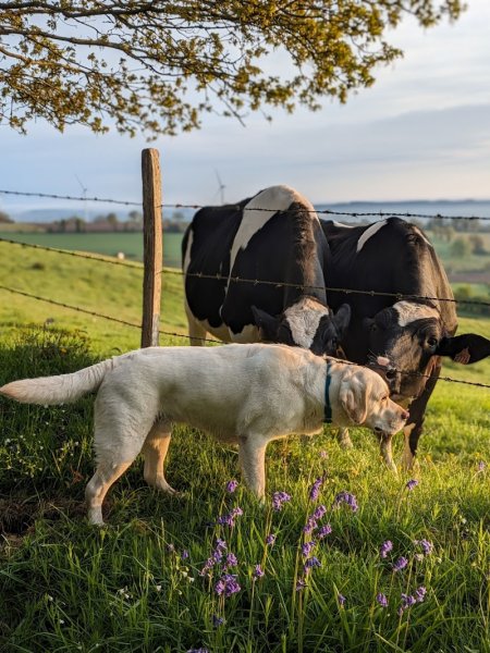 Cédric GREUNS - Education Canine