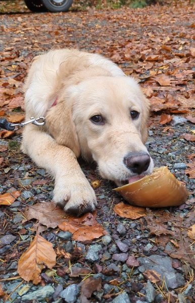 Cédric GREUNS - Education Canine - photo 2