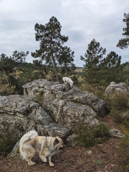 Cédric GREUNS - Education Canine - photo 3