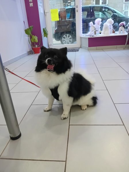 Ô Chien Fertois - photo 2