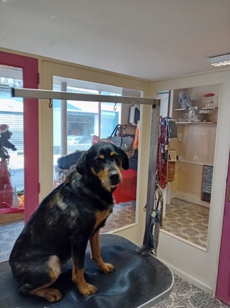 Snoopy Dog - photo 1