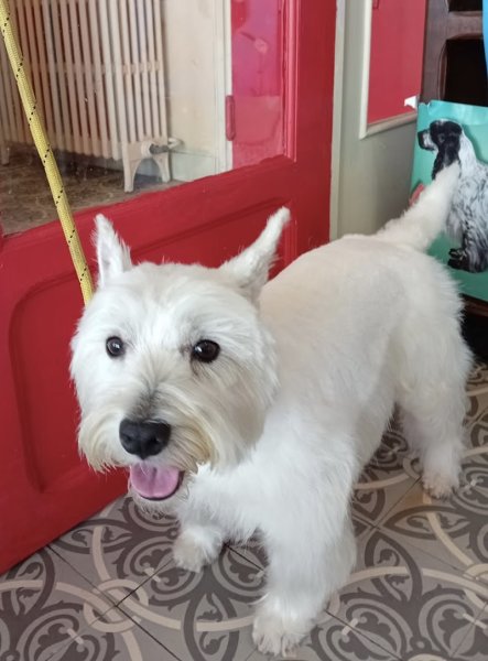 Snoopy Dog - photo 2