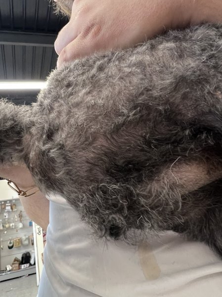 Snoopy Dog - photo 3