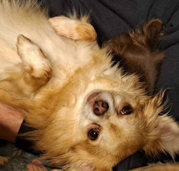 Elevage de l'ange canin - photo 1