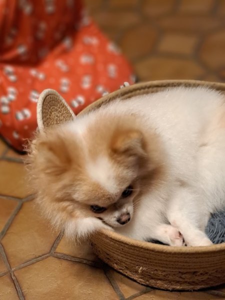 Elevage de l'ange canin - photo 2