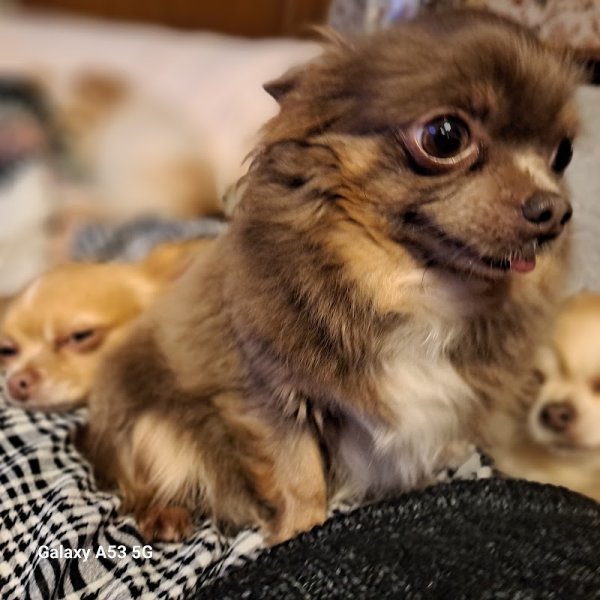 Elevage de l'ange canin - photo 3