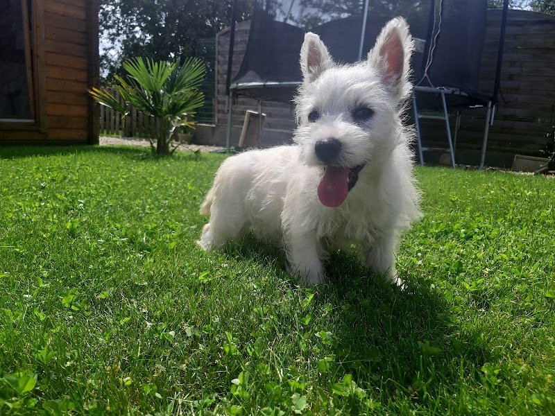 Aurélien Ledemé Elevage canin - photo 1