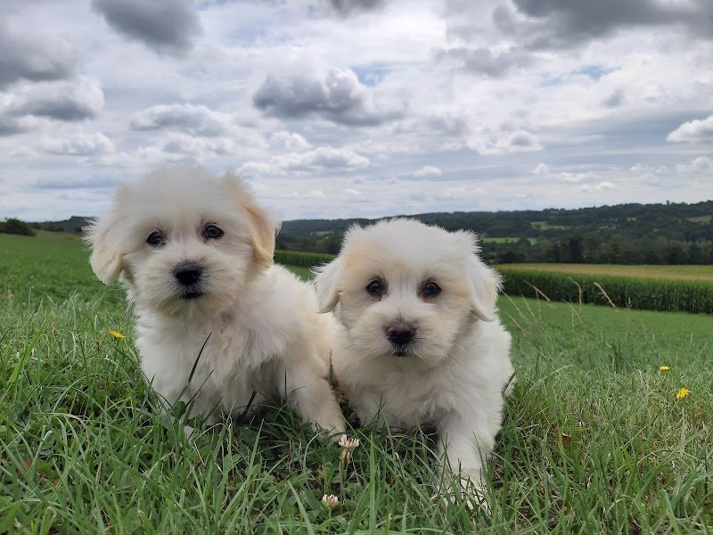 Aurélien Ledemé Elevage canin - photo 2