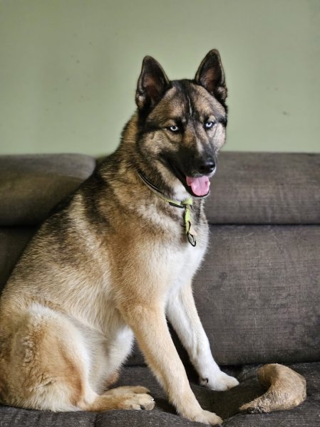 L'apprenti'Sage Canin