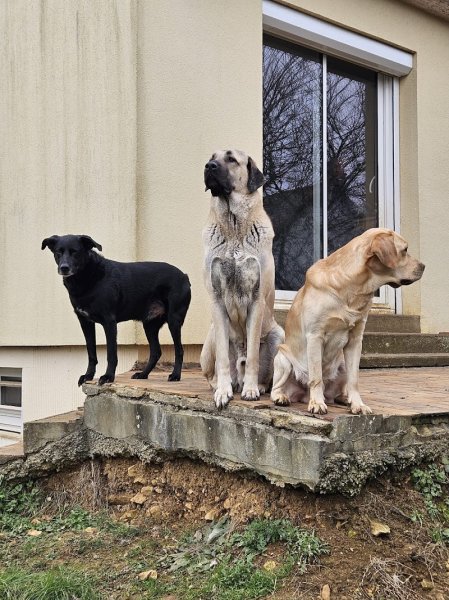 L'apprenti'Sage Canin - photo 2