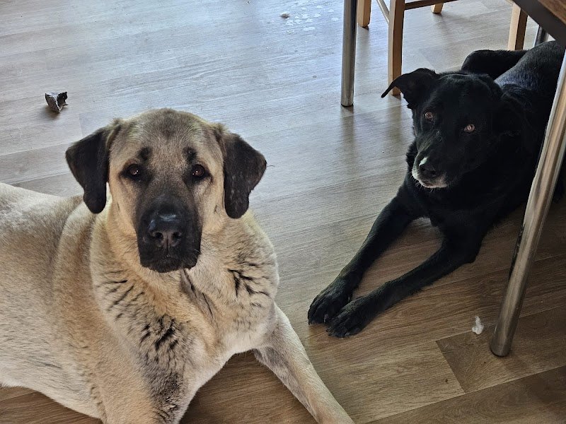 L'apprenti'Sage Canin - photo 3