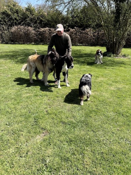 Le jardin des chiens - photo 1