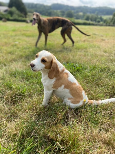 Le jardin des chiens - photo 2
