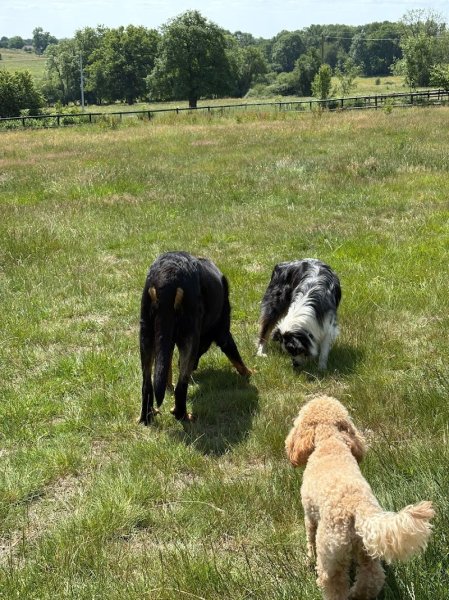 Le jardin des chiens - photo 3